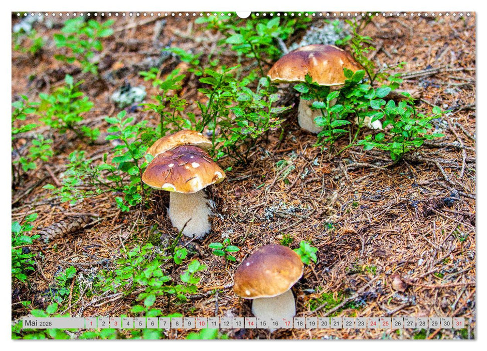 Pilze & Schwammerln (CALVENDO Wandkalender 2026)