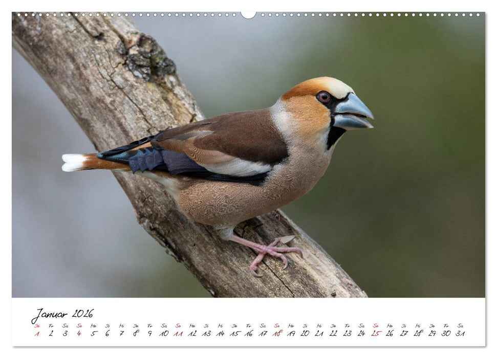 Heimische Vogelwelt (CALVENDO Premium Wandkalender 2026)