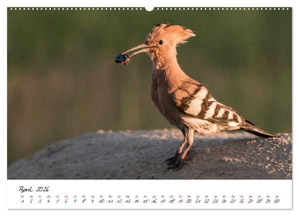 Heimische Vogelwelt (CALVENDO Premium Wandkalender 2026)