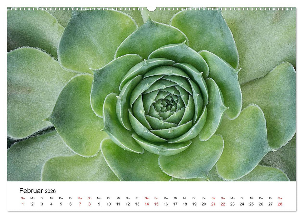 Sukkulenten Galerie (CALVENDO Premium Wandkalender 2026)