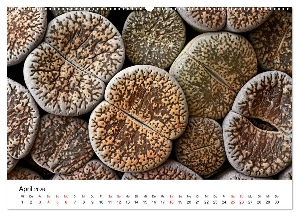 Sukkulenten Galerie (CALVENDO Premium Wandkalender 2026)