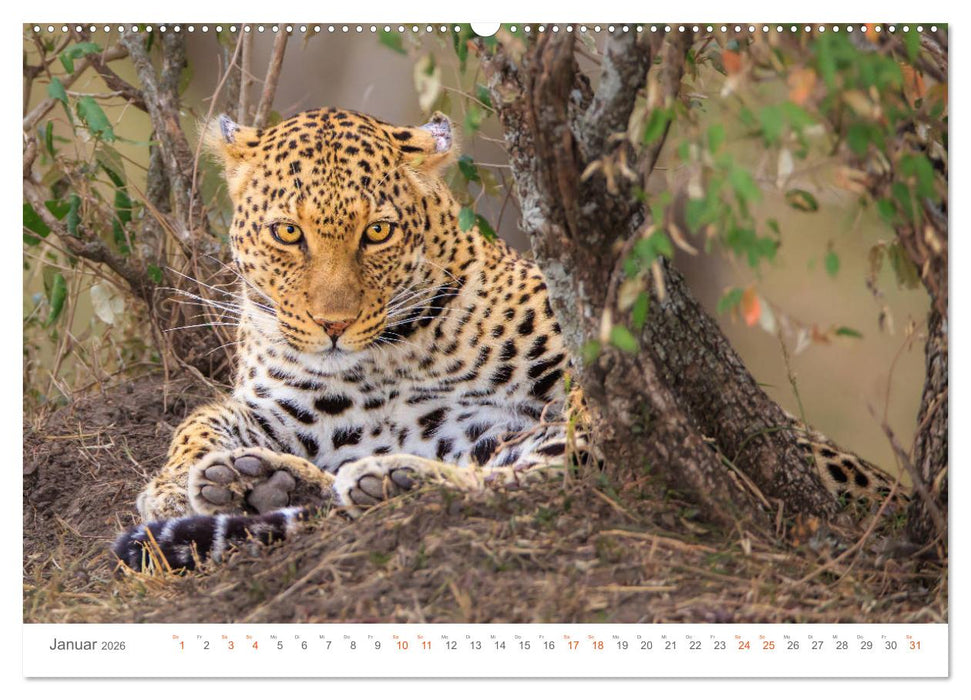 Safari Kenia (CALVENDO Premium Wandkalender 2026)