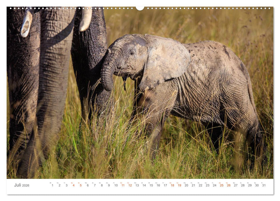 Safari Kenia (CALVENDO Premium Wandkalender 2026)