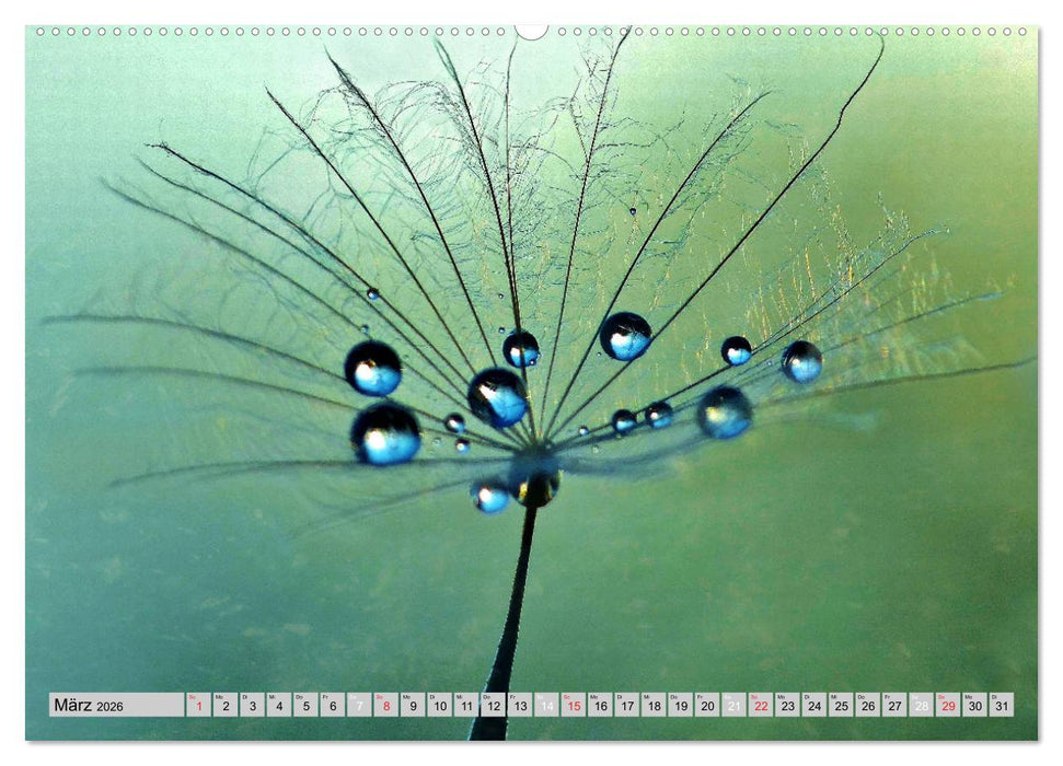 PusteblumenZauber (CALVENDO Premium Wandkalender 2026)