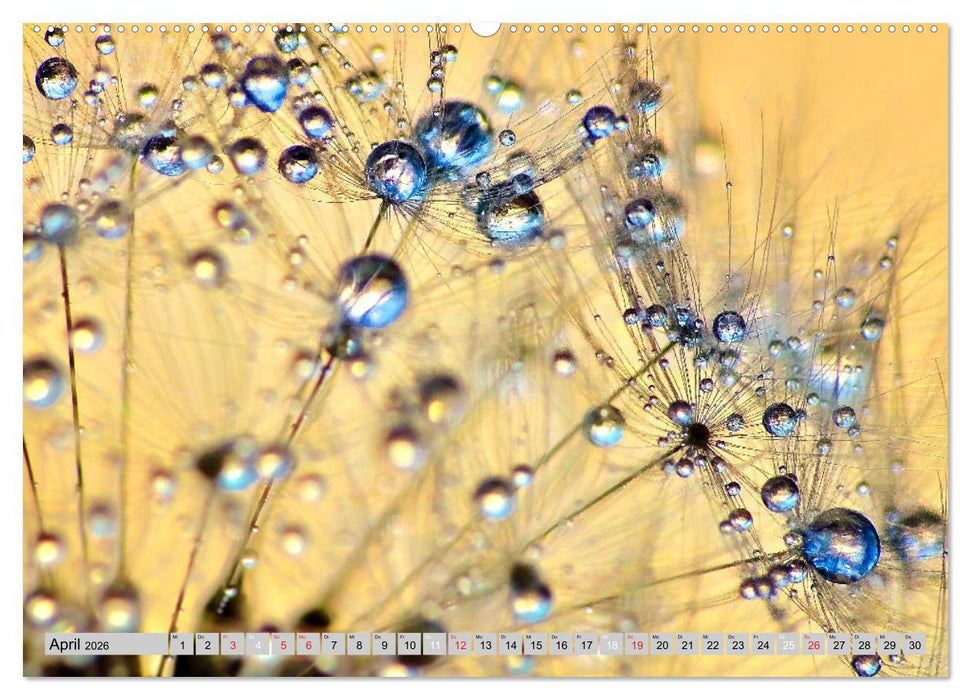 PusteblumenZauber (CALVENDO Premium Wandkalender 2026)