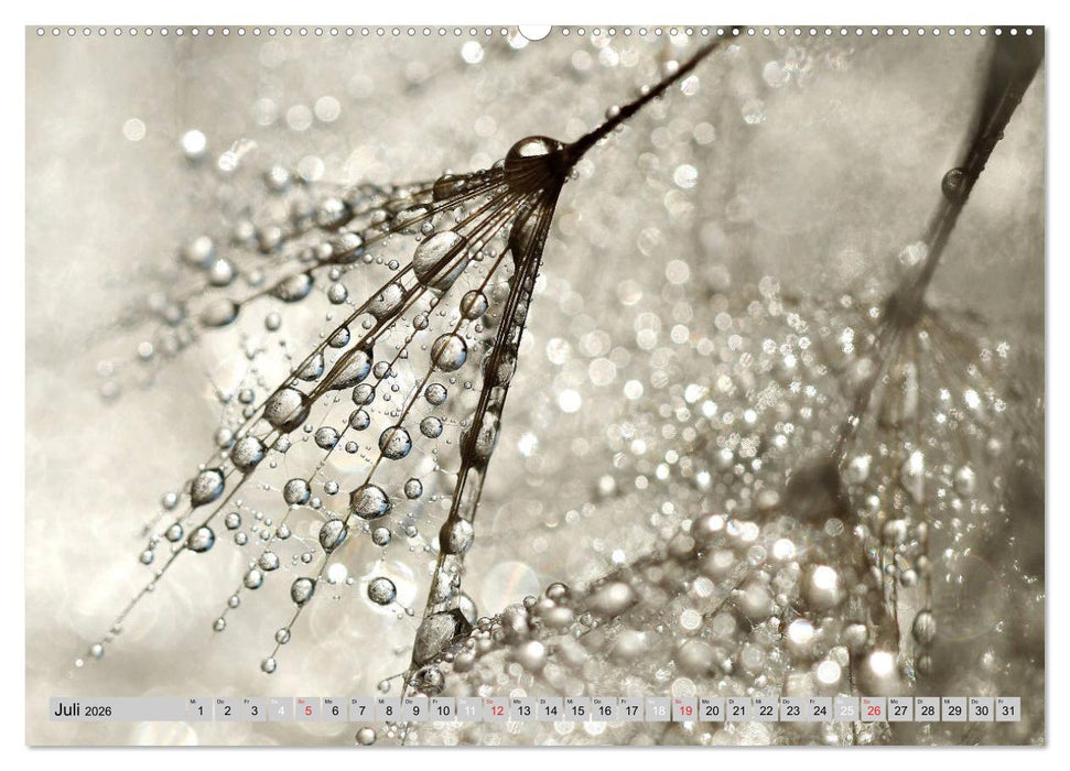 PusteblumenZauber (CALVENDO Premium Wandkalender 2026)