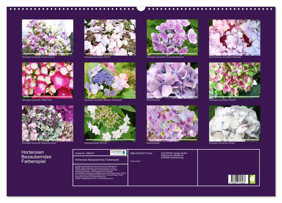 Hortensien Bezauberndes Farbenspiel (CALVENDO Wandkalender 2026)