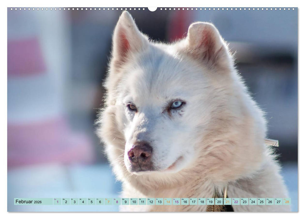 Huskies - Tolle Gefährten (CALVENDO Wandkalender 2026)
