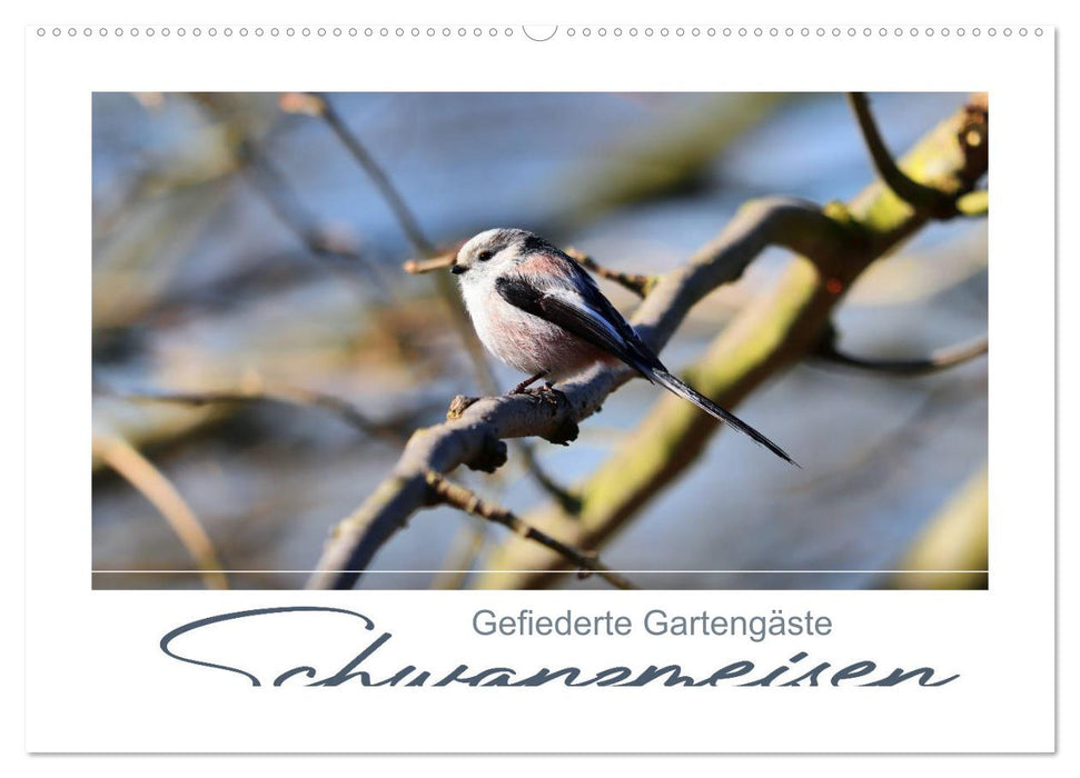 Gefiederte Gartengäste, Schwanzmeisen (CALVENDO Wandkalender 2026)