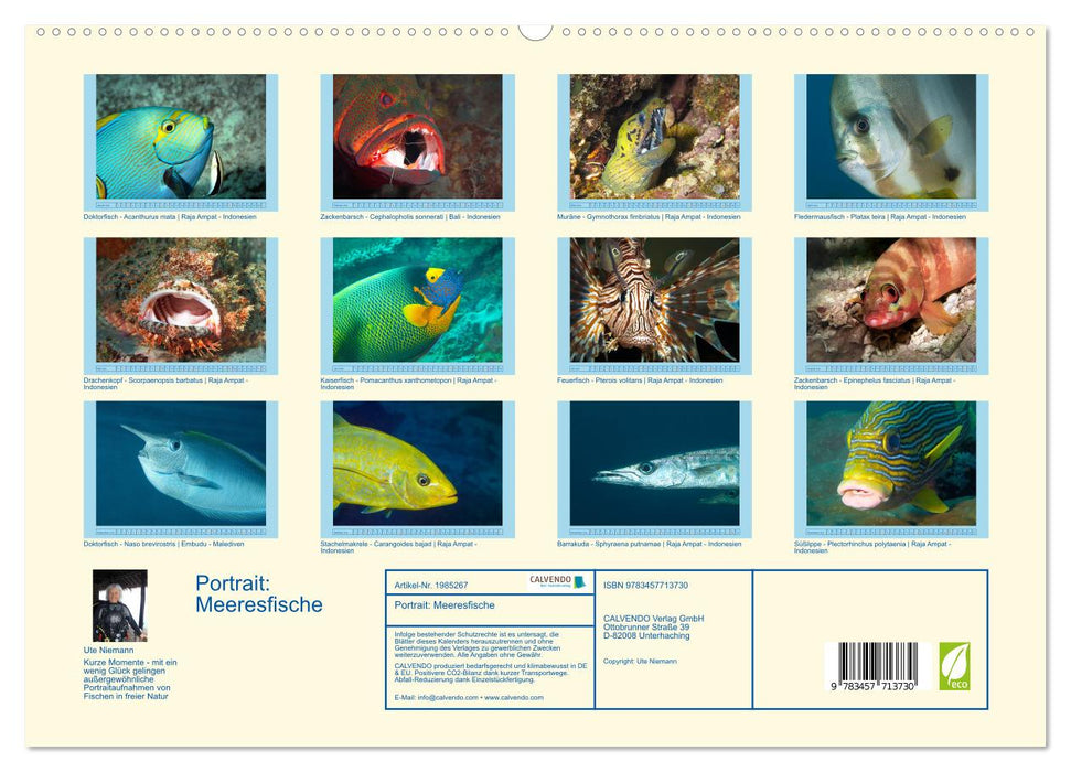 Portrait: Meeresfische (CALVENDO Premium Wandkalender 2026)