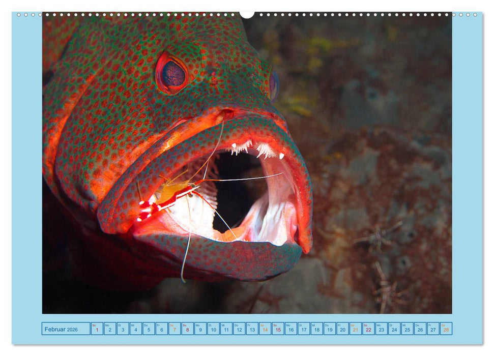 Portrait: Meeresfische (CALVENDO Premium Wandkalender 2026)