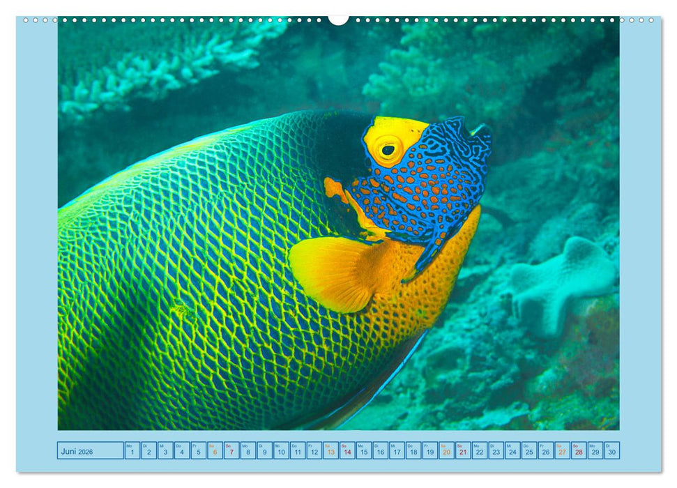 Portrait: Meeresfische (CALVENDO Premium Wandkalender 2026)