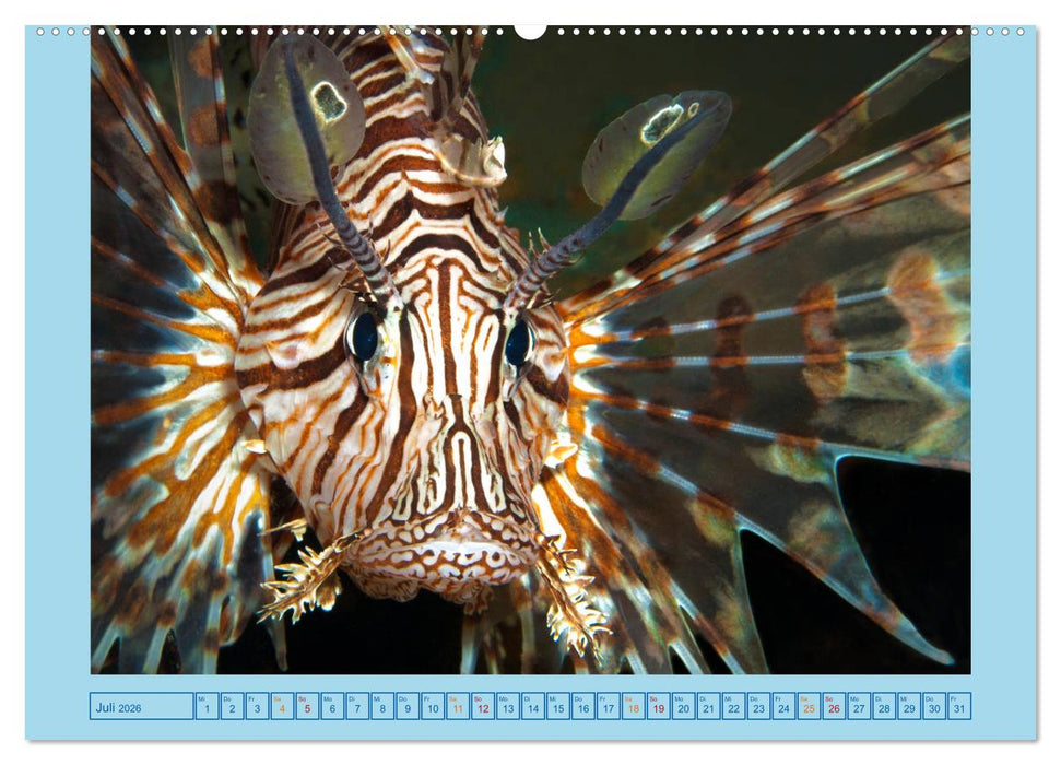 Portrait: Meeresfische (CALVENDO Premium Wandkalender 2026)