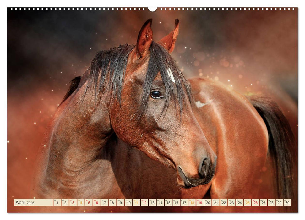 Eleganz und Schönheit - Pferde (CALVENDO Premium Wandkalender 2026)