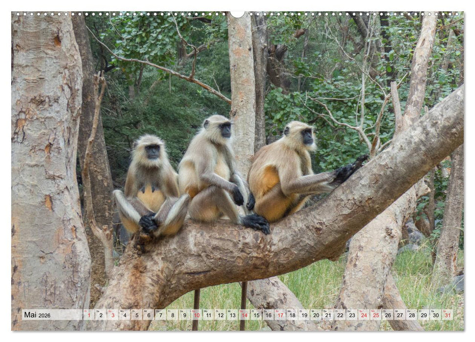Indien - Eindrucksvoller Subkontinent (CALVENDO Wandkalender 2026)