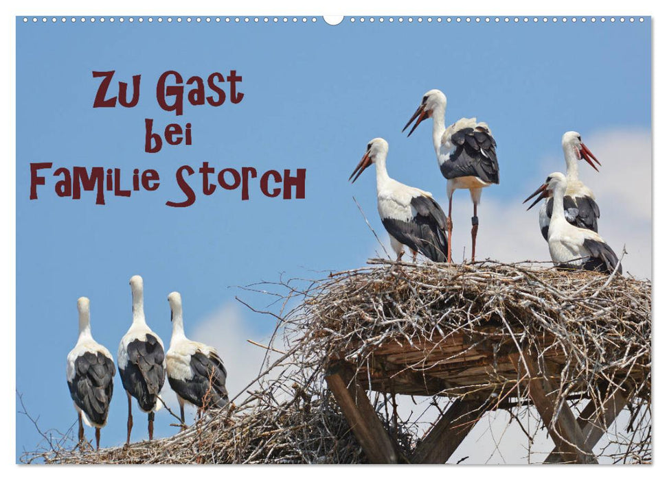 Zu Gast bei Familie Storch (CALVENDO Wandkalender 2026)