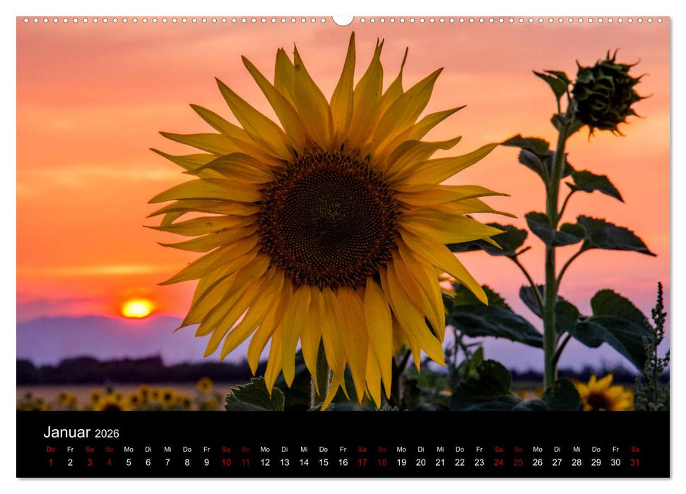 Blumen der Sonne (CALVENDO Premium Wandkalender 2026)