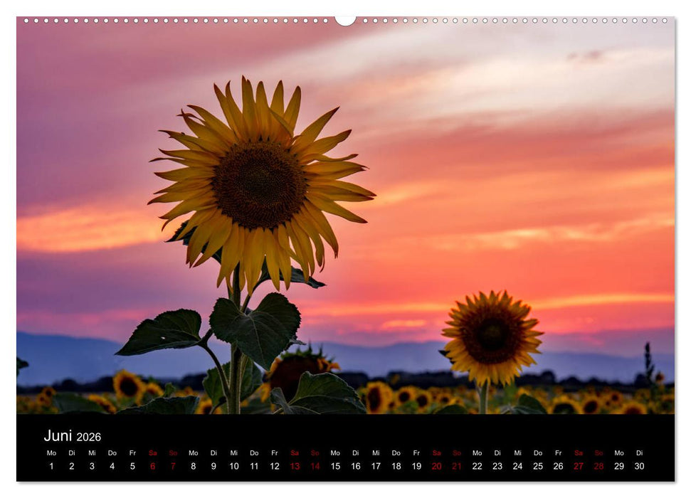 Blumen der Sonne (CALVENDO Premium Wandkalender 2026)