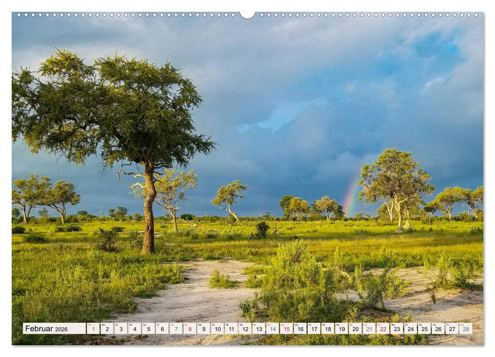 Afrikas wilde Katzen (CALVENDO Wandkalender 2026)