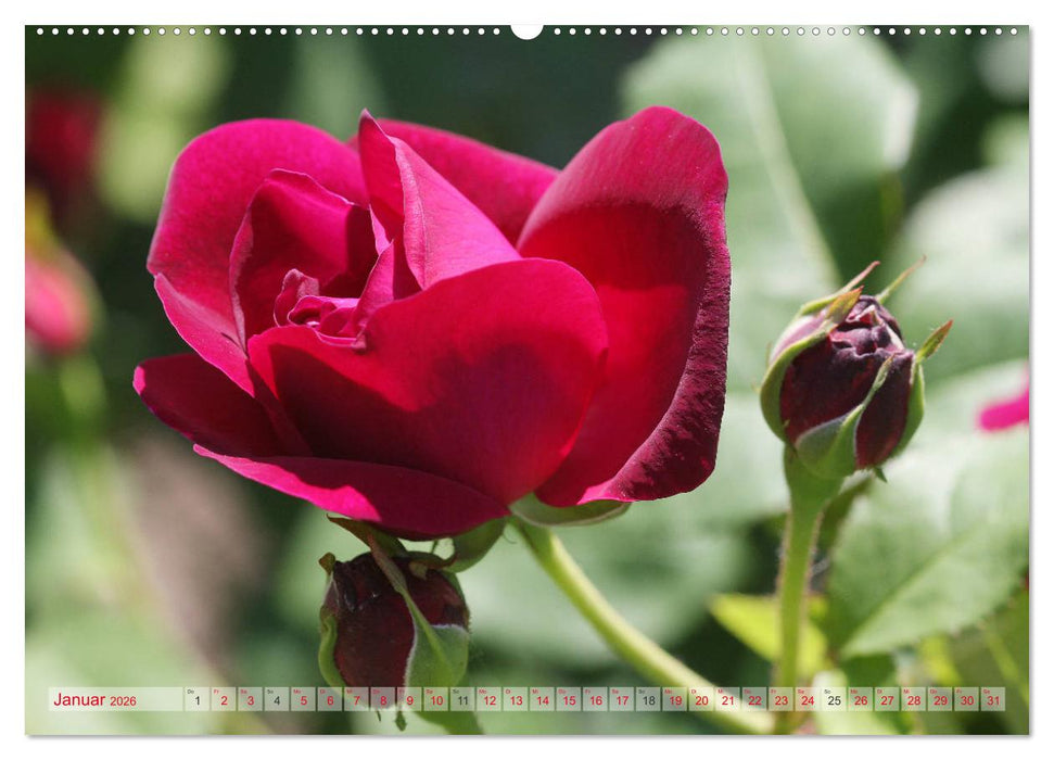 Stolze Rosen (CALVENDO Premium Wandkalender 2026)