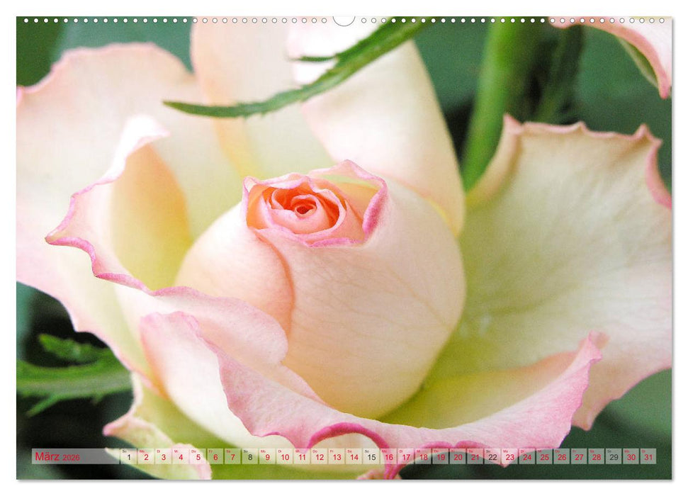 Stolze Rosen (CALVENDO Premium Wandkalender 2026)