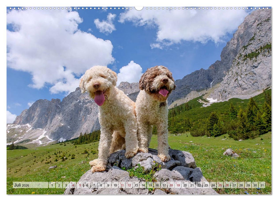 Lagotto Romagnolo in den Alpen 2026 (CALVENDO Premium Wandkalender 2026)