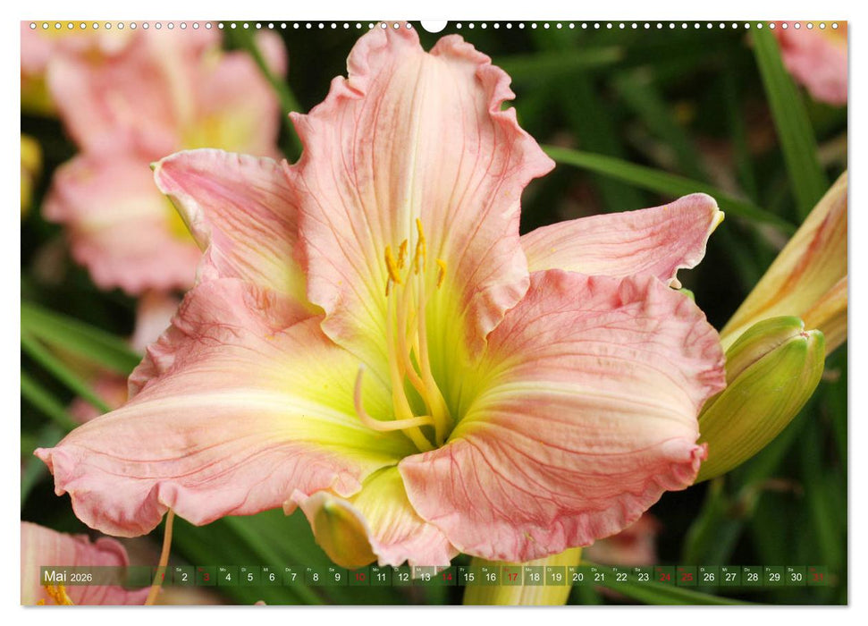 Taglilien im Garten (CALVENDO Premium Wandkalender 2026)