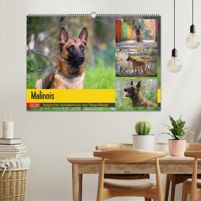 Malinois - belgischer Schäferhund (CALVENDO Wandkalender 2026)