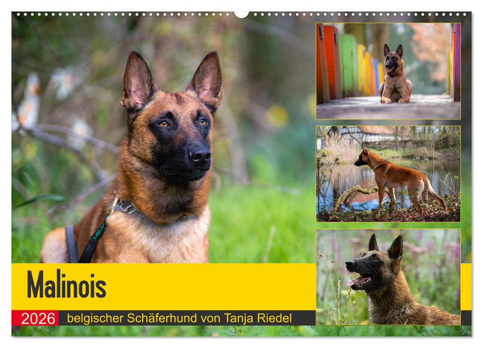 Malinois - belgischer Schäferhund (CALVENDO Wandkalender 2026)