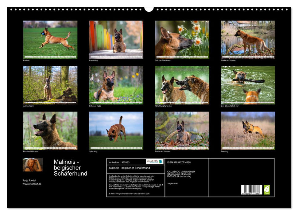 Malinois - belgischer Schäferhund (CALVENDO Wandkalender 2026)