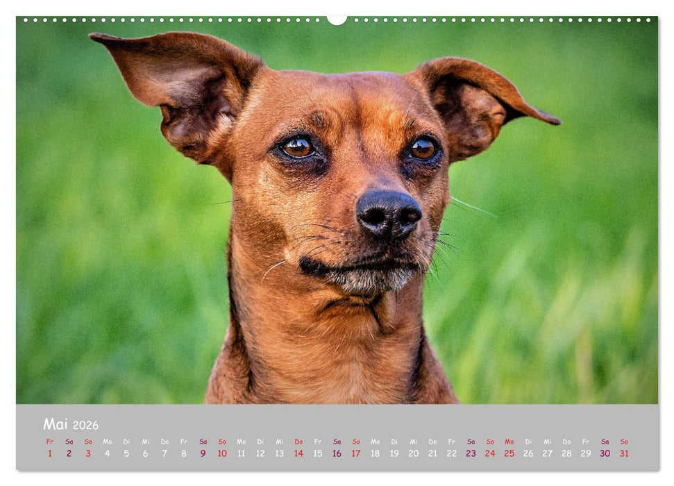 Dein Hund der treue Begleiter (CALVENDO Premium Wandkalender 2026)