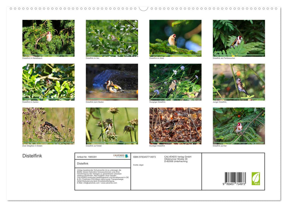 Distelfink (CALVENDO Premium Wandkalender 2026)