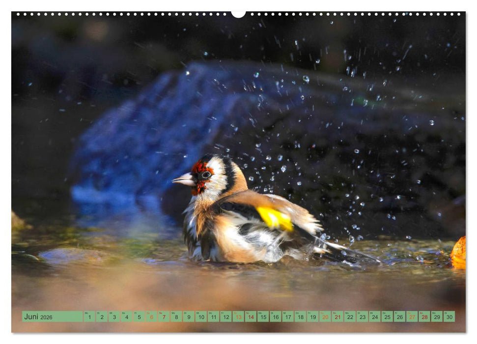 Distelfink (CALVENDO Premium Wandkalender 2026)