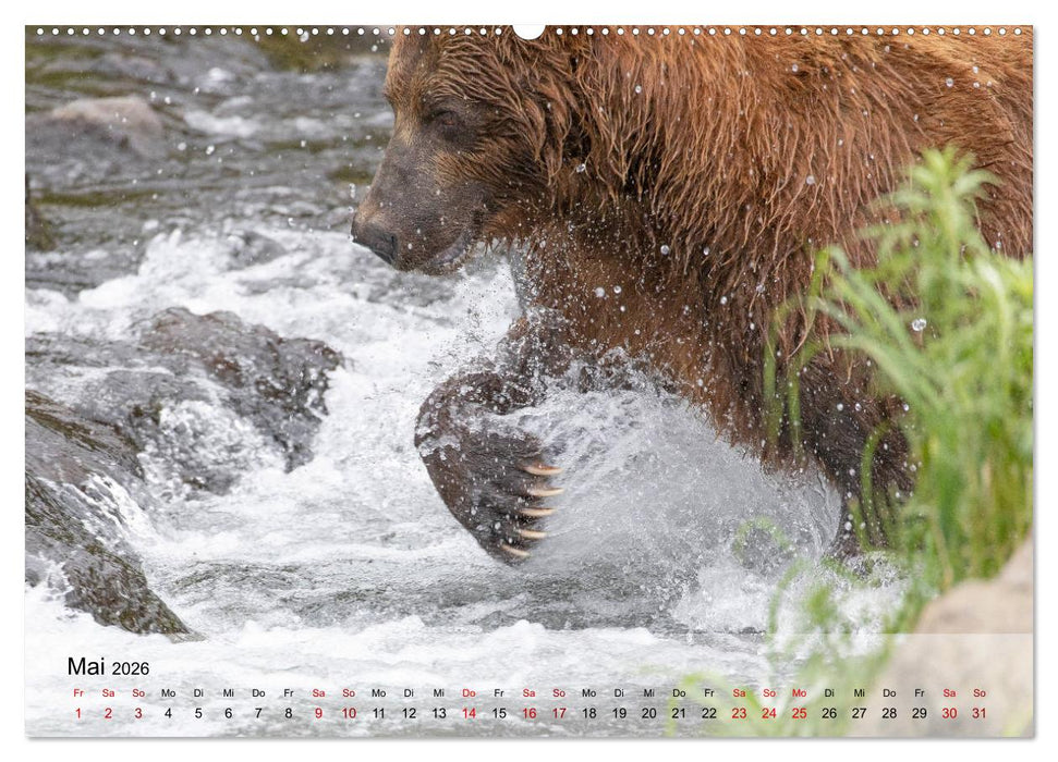 Aug in Aug mit den Braunbären in Kamtschatka (CALVENDO Premium Wandkalender 2026)
