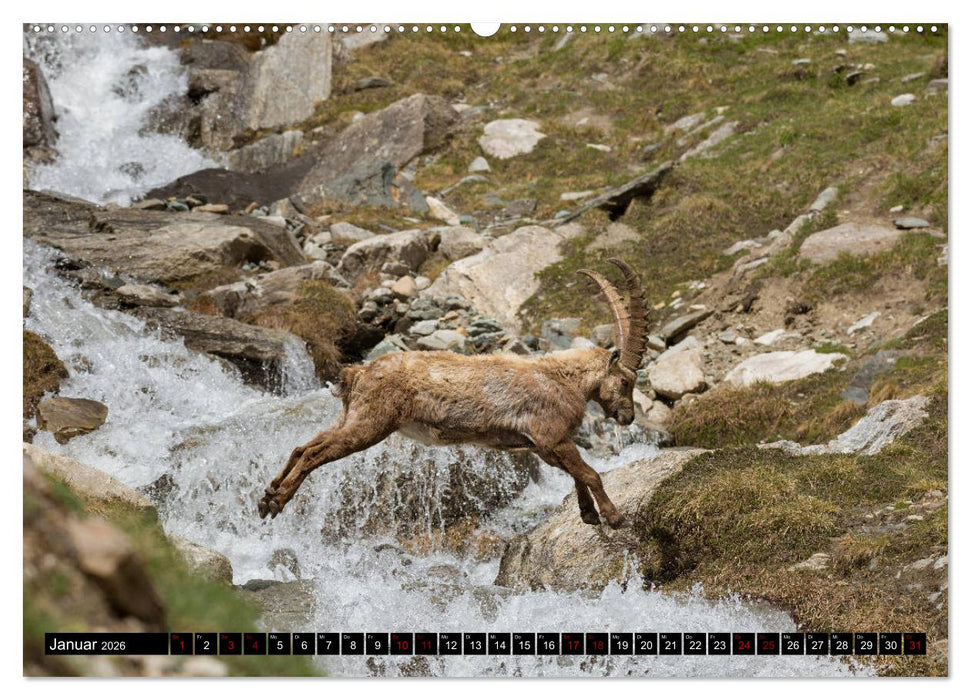 Nationalpark Gran Paradiso (CALVENDO Premium Wandkalender 2026)