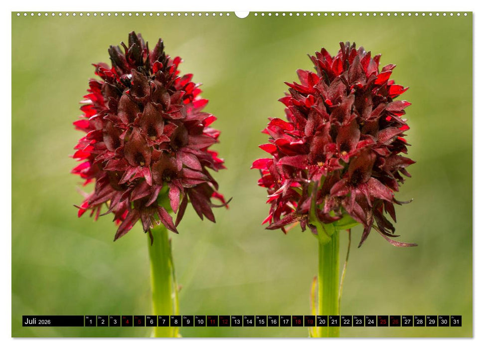 Nationalpark Gran Paradiso (CALVENDO Premium Wandkalender 2026)