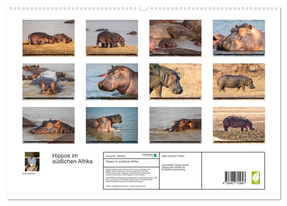 Hippos im südlichen Afrika (CALVENDO Premium Wandkalender 2026)