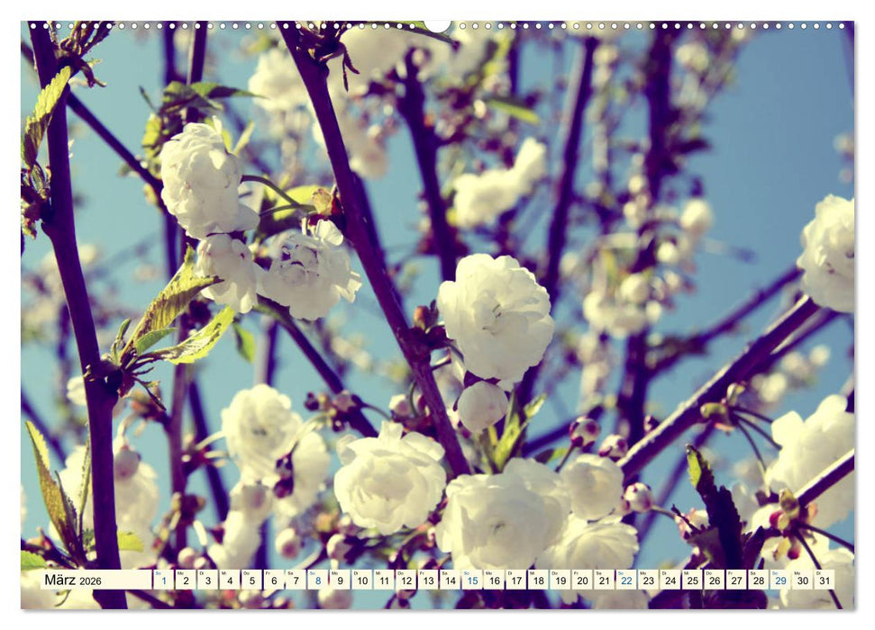 Focus Natur (CALVENDO Premium Wandkalender 2026)