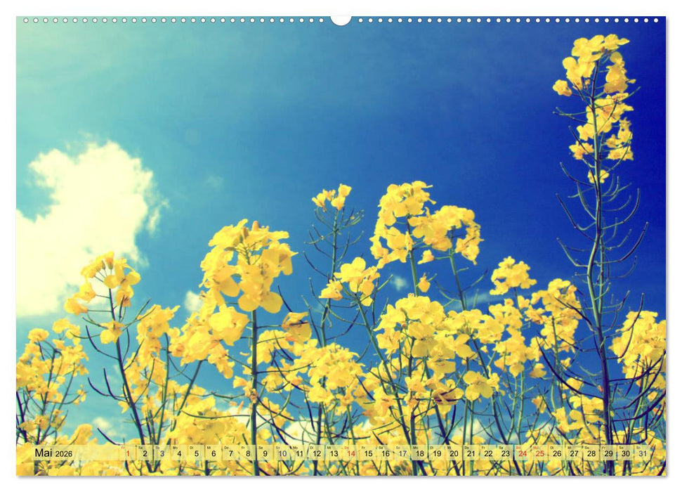 Focus Natur (CALVENDO Premium Wandkalender 2026)