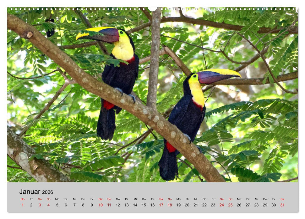 COSTA RICA - Tierische Momente (CALVENDO Premium Wandkalender 2026)