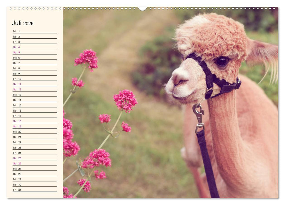 Alpakas im Blumenzauber (CALVENDO Premium Wandkalender 2026)