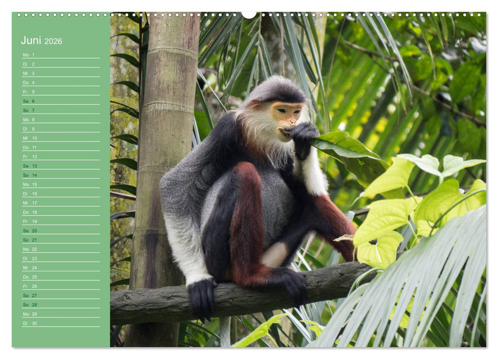 Die vielfältige Welt der Affen (CALVENDO Premium Wandkalender 2026)
