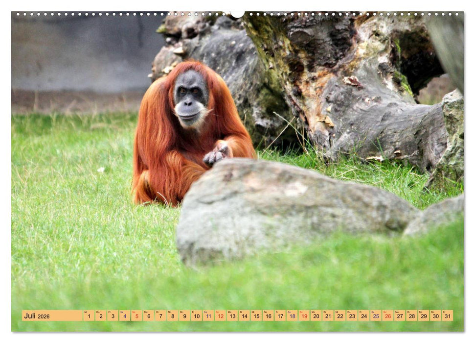 Ganz schön affig - Der Kalender der Affen (CALVENDO Premium Wandkalender 2026)