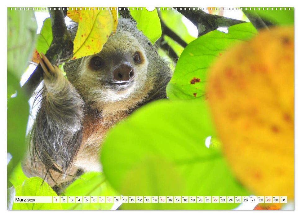 Hallo! Aufwachen! Kann bitte mal jemand das Faultier wecken? (CALVENDO Premium Wandkalender 2026)