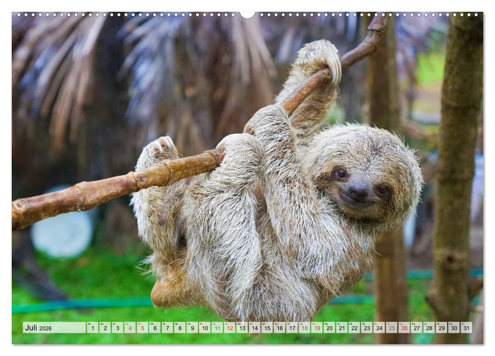 Hallo! Aufwachen! Kann bitte mal jemand das Faultier wecken? (CALVENDO Premium Wandkalender 2026)