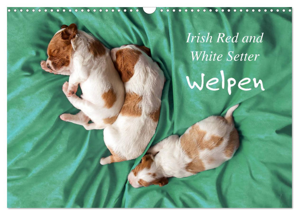 Irish Red and White Setter Welpen (CALVENDO Wandkalender 2026)