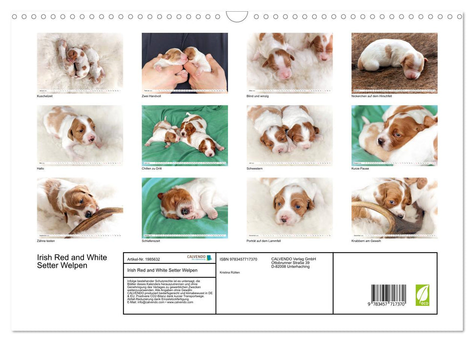 Irish Red and White Setter Welpen (CALVENDO Wandkalender 2026)