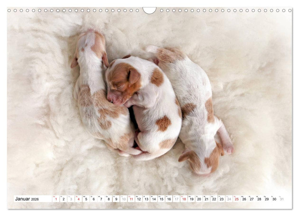 Irish Red and White Setter Welpen (CALVENDO Wandkalender 2026)