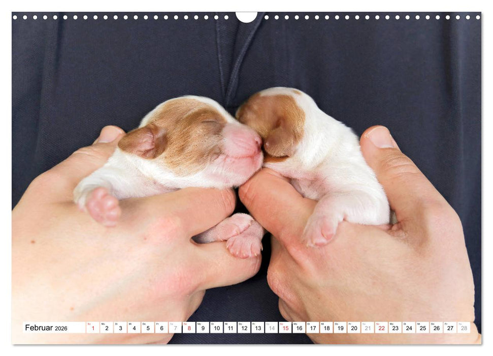 Irish Red and White Setter Welpen (CALVENDO Wandkalender 2026)