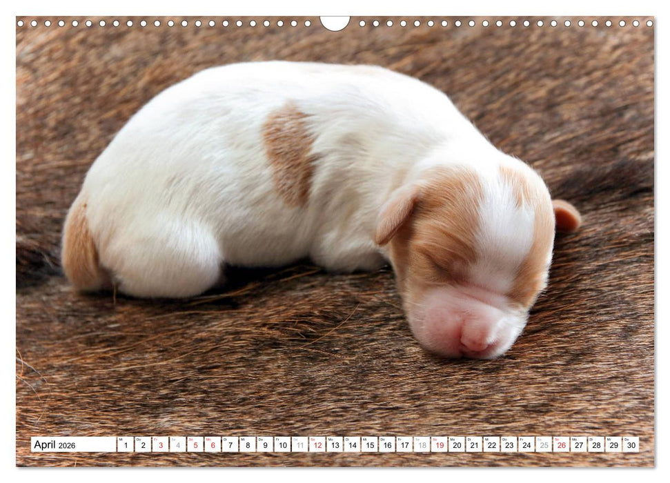 Irish Red and White Setter Welpen (CALVENDO Wandkalender 2026)